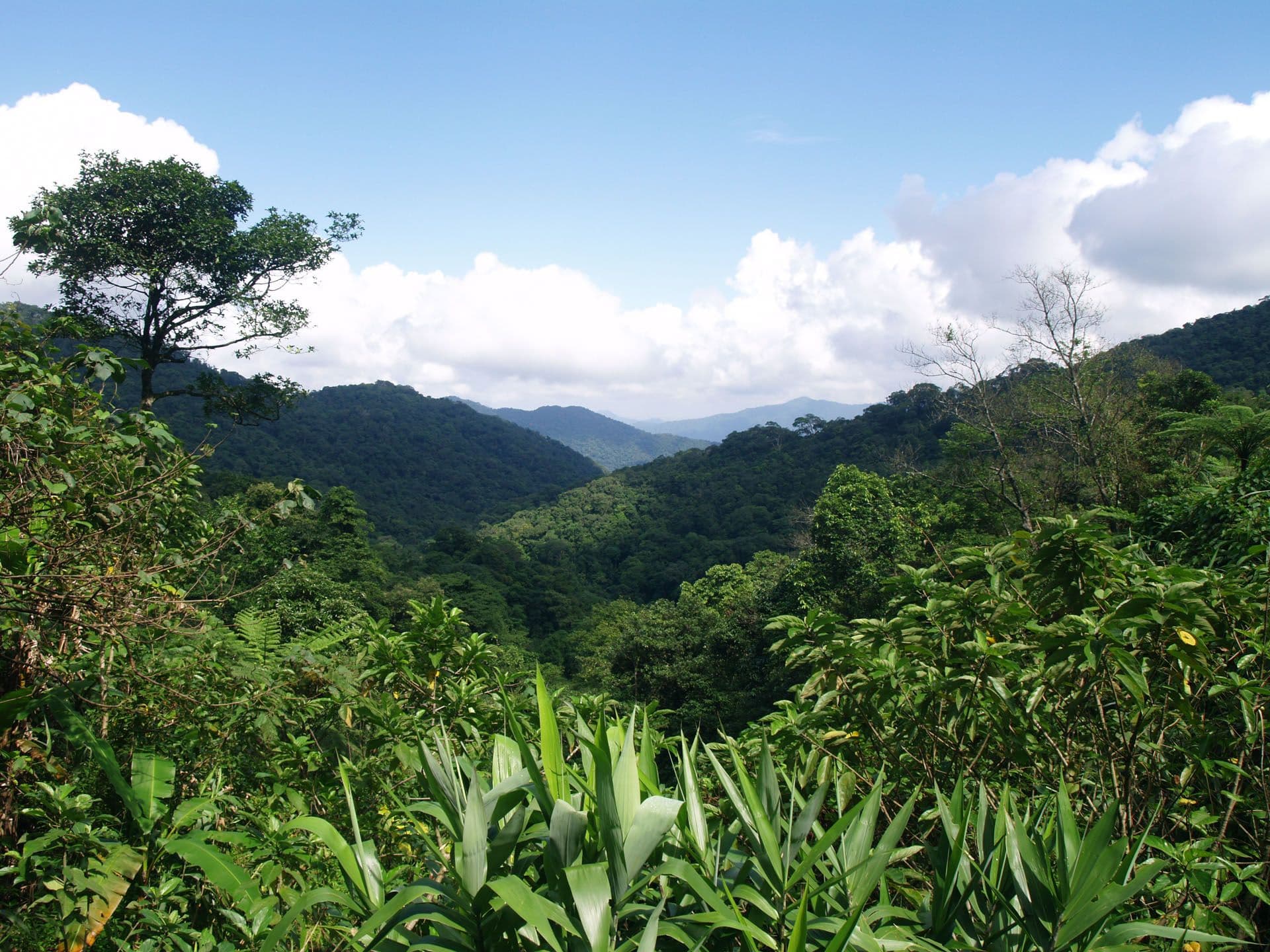 World Land Trust: Covid-19 has made people wake up to the climate crisis