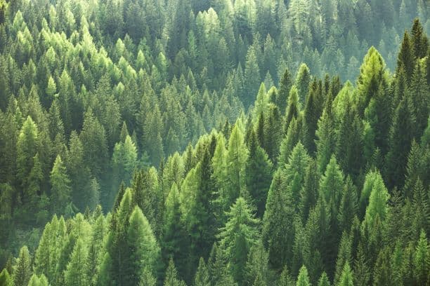 Two Sides: State of Europe’s Forests 2020